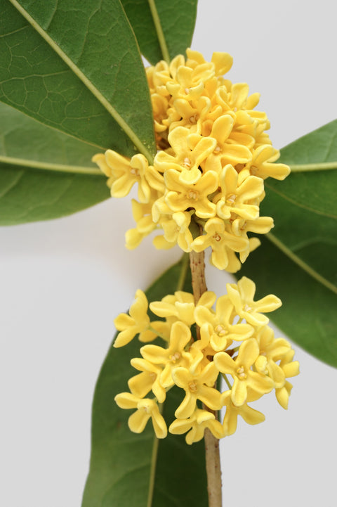RadiateGlow Fullerene Skin Booster