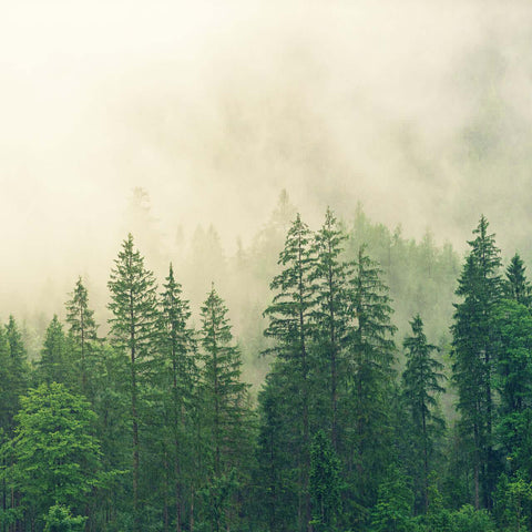 Deep Spruce Reed Diffuser