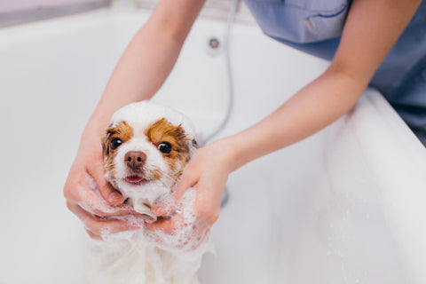 Bugs Away Natural Pet Shampoo